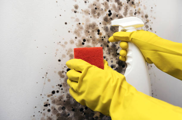 Trusted Willoughby Hills, OH Mold Removal Experts
